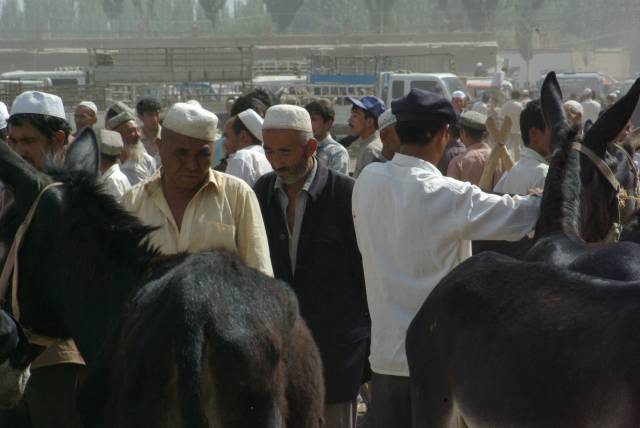 Kashgar (Kashi) Animal Market,Xinjiang, China pictures