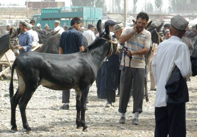 Kashgar (Kashi) Animal Market,Xinjiang, China pictures