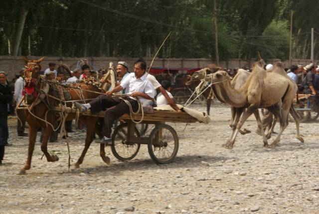 Kashgar (Kashi) Animal Market,Xinjiang, China pictures