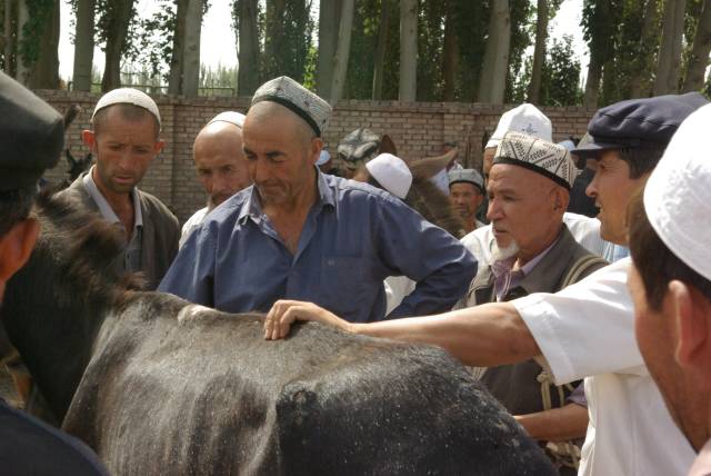 Kashgar (Kashi) Animal Market,Xinjiang, China pictures