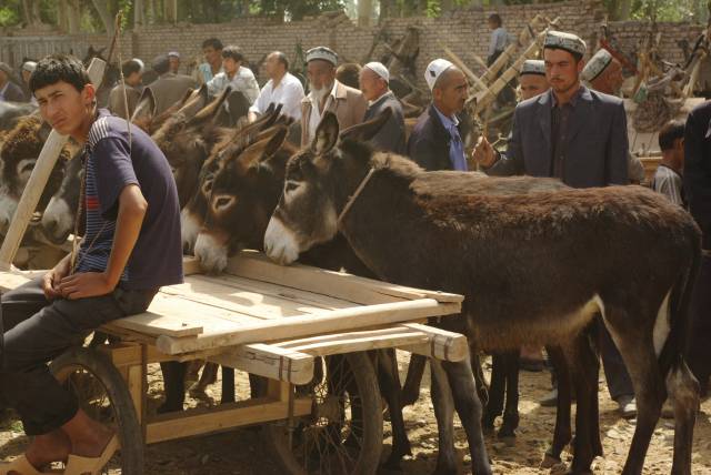 Kashgar (Kashi) Animal Market,Xinjiang, China pictures