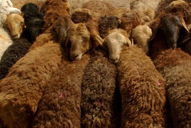 Kashgar (Kashi) Animal Market,Xinjiang, China pictures