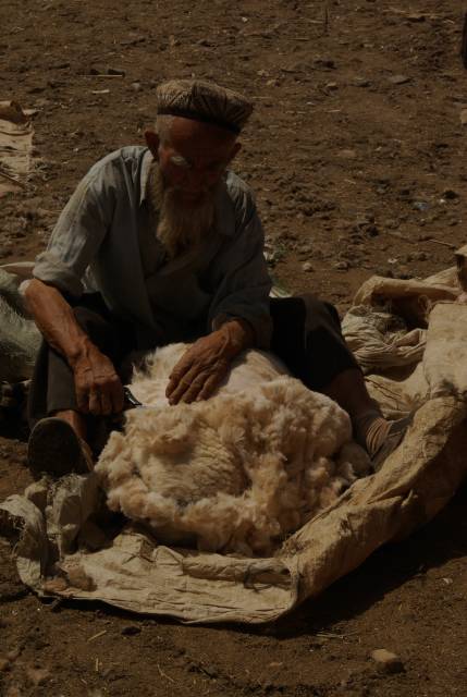 Kashgar (Kashi) Animal Market,Xinjiang, China pictures